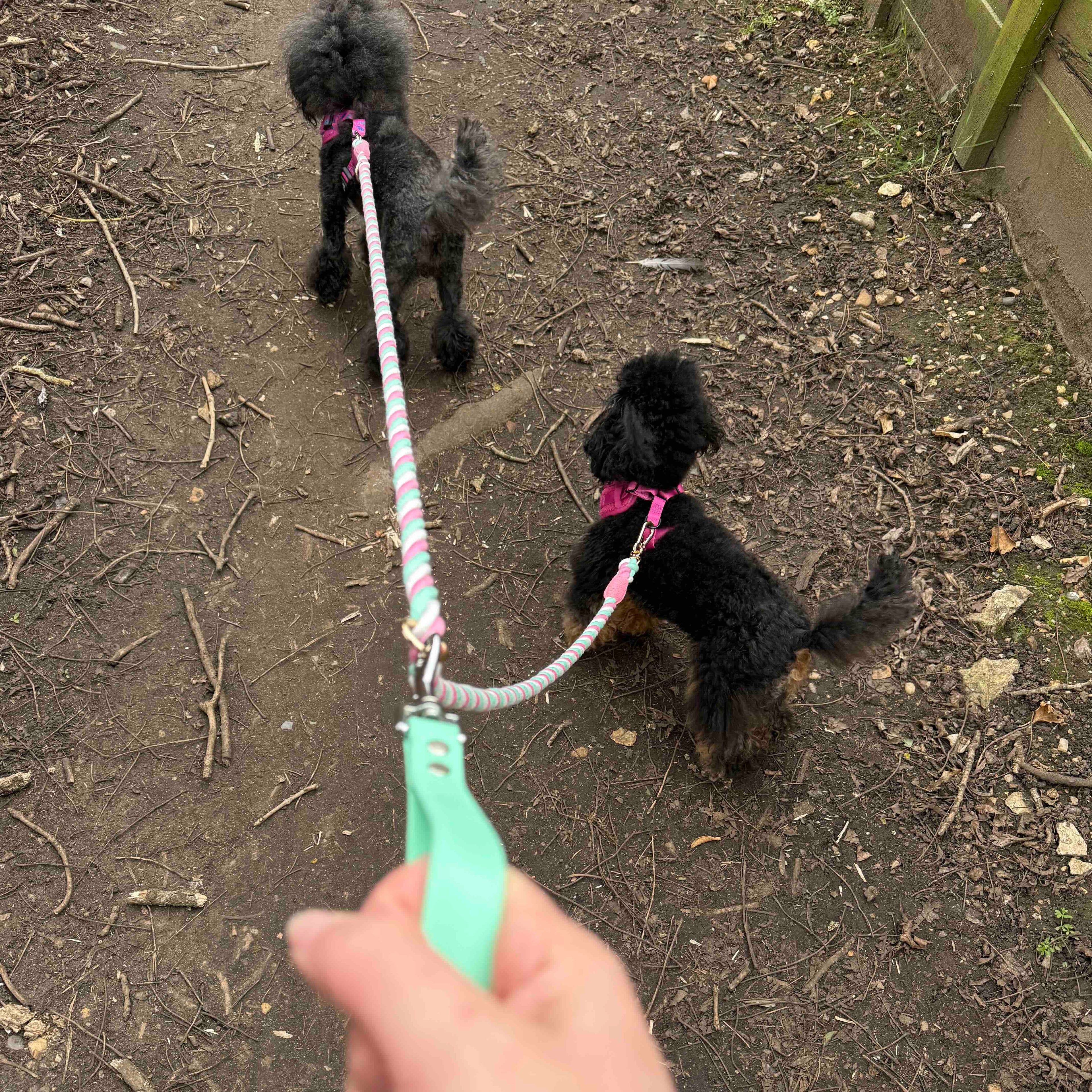 A traffic handle being used with a multi use rope lead to walk two dogs off one lead