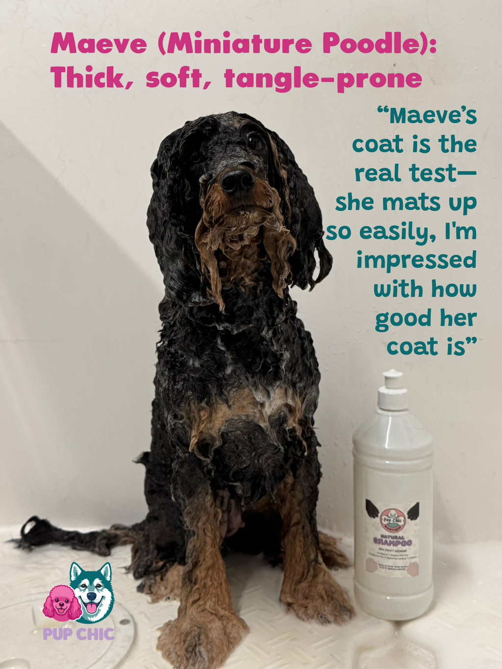 Natural Shampoo Wholesale 5L groomer edition