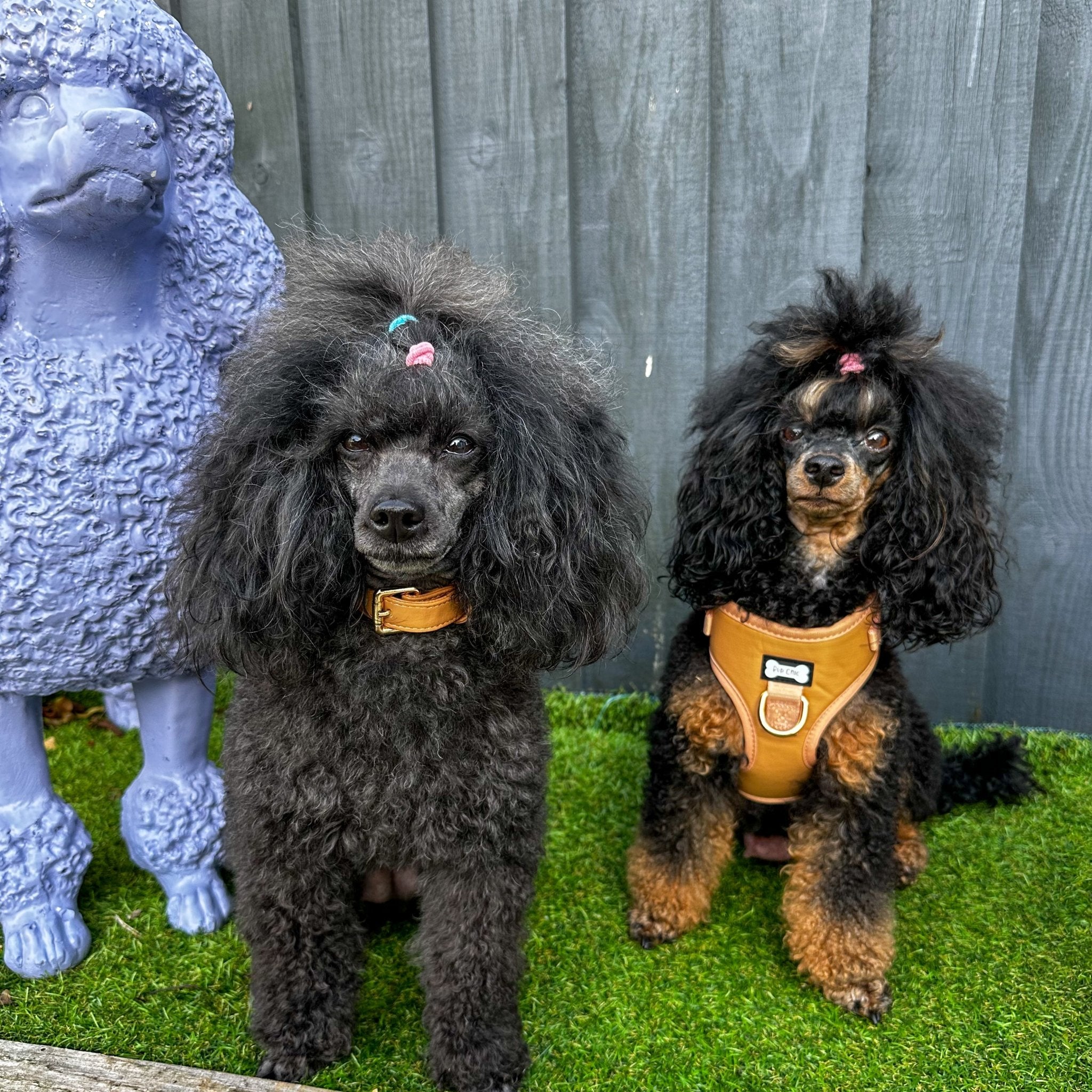 Alfresco Pup vegan leather dog collar - camel colour buckle dog collar - Pup Chic Boutique