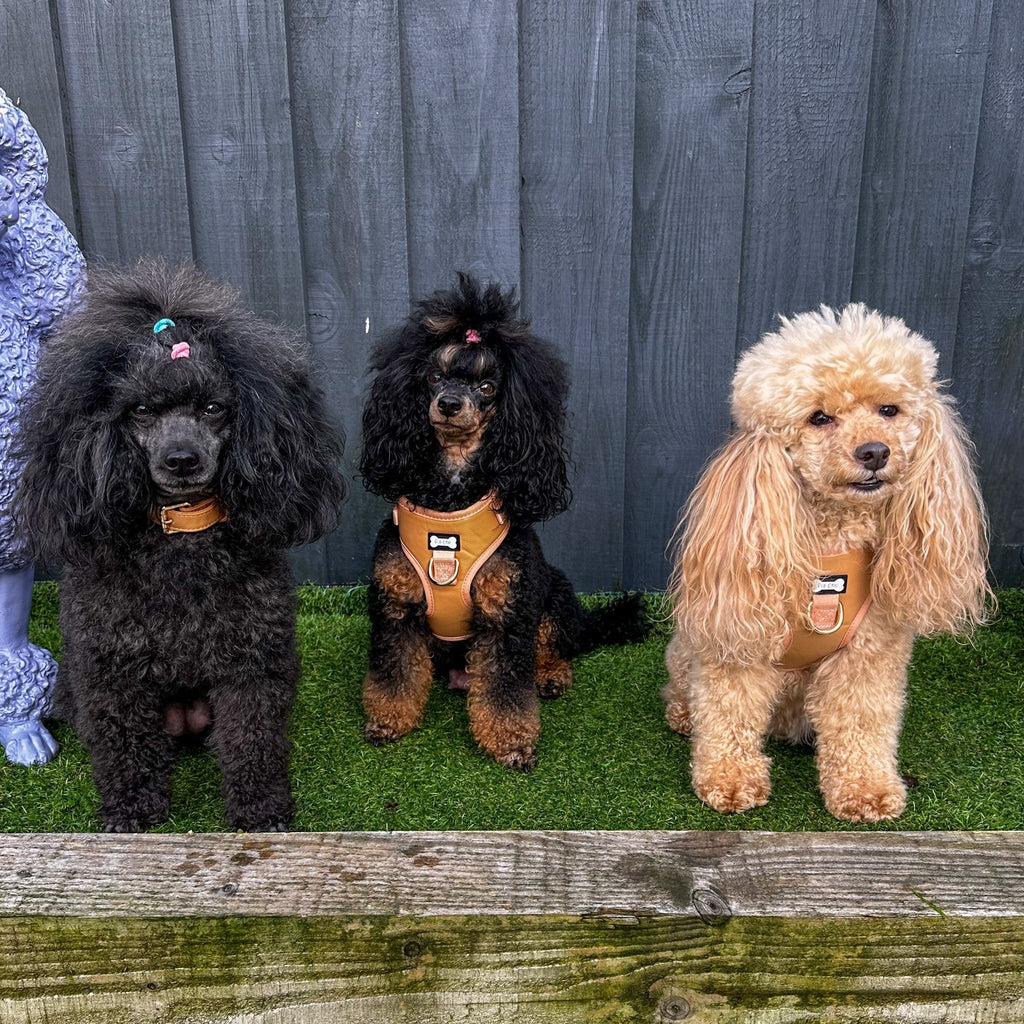 Alfresco Pup vegan leather dog collar - camel colour buckle dog collar - Pup Chic Boutique