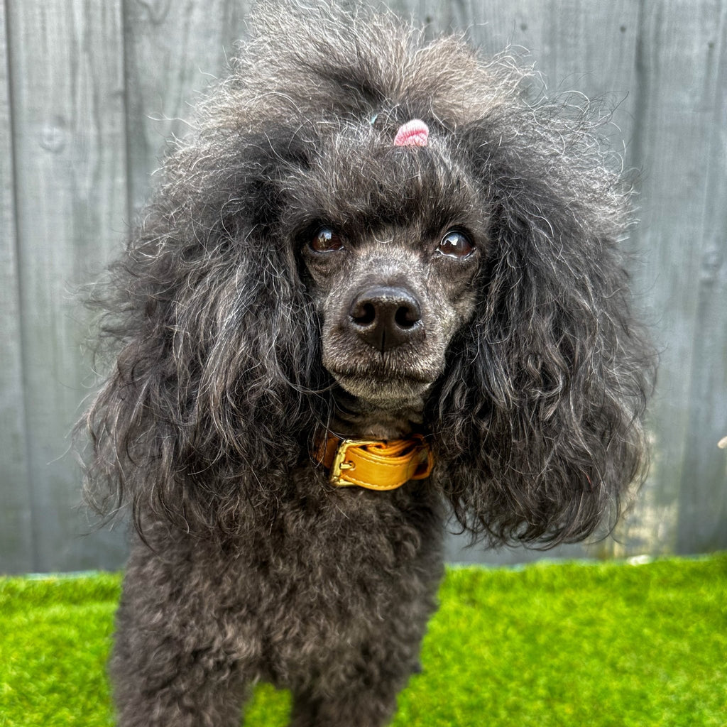 Alfresco Pup vegan leather dog collar - camel colour buckle dog collar - Pup Chic Boutique