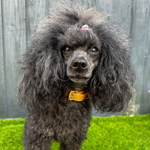 Alfresco Pup vegan leather dog collar - camel colour buckle dog collar - Pup Chic Boutique