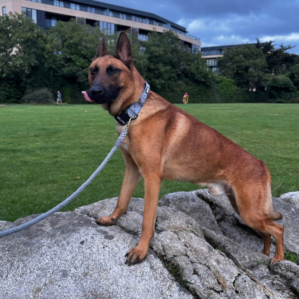 Artful Dogster Tactical Dog Collar with Handle - Pup Chic Boutique