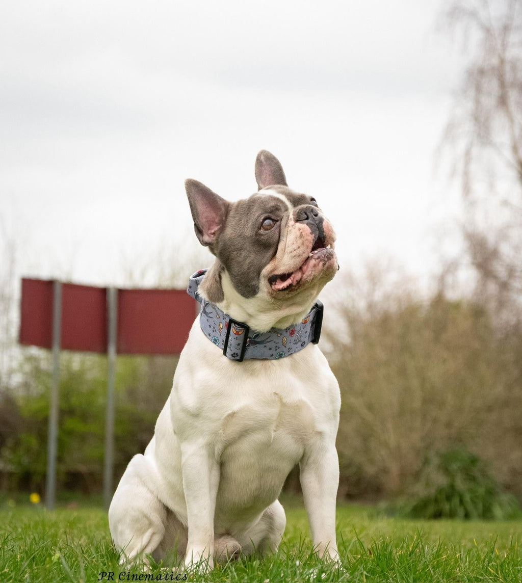 Artful Dogster Tactical Dog Collar with Handle - Pup Chic Boutique