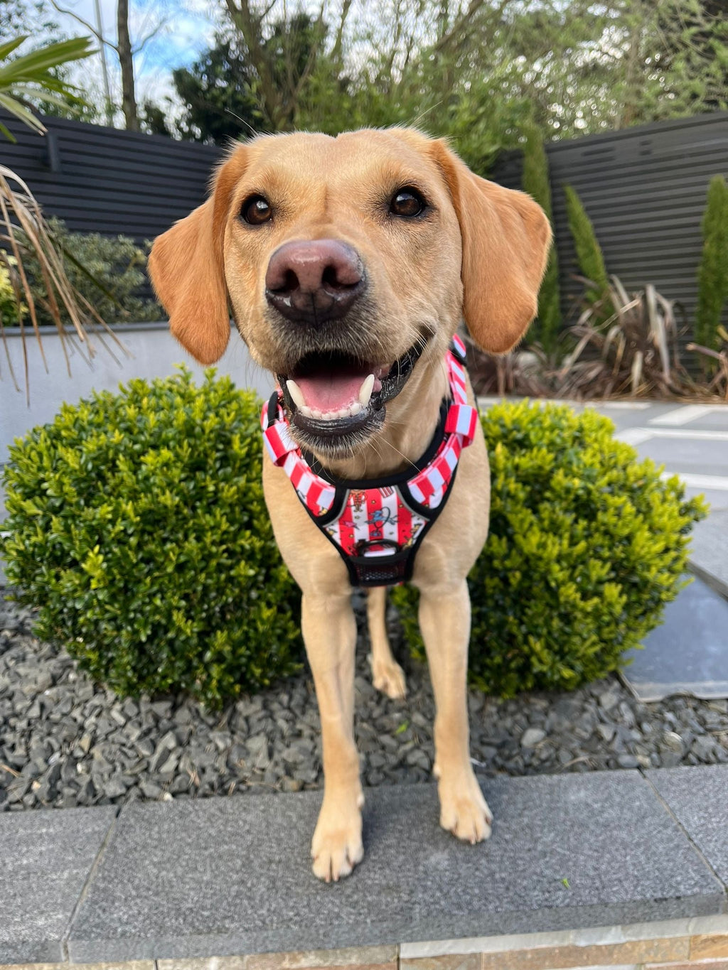 Circus Chic No Pull Tactical Dog Harness – Adjustable; Strong for Big Dogs (L & XL) 🎪🐾 I - Pup Chic Boutique