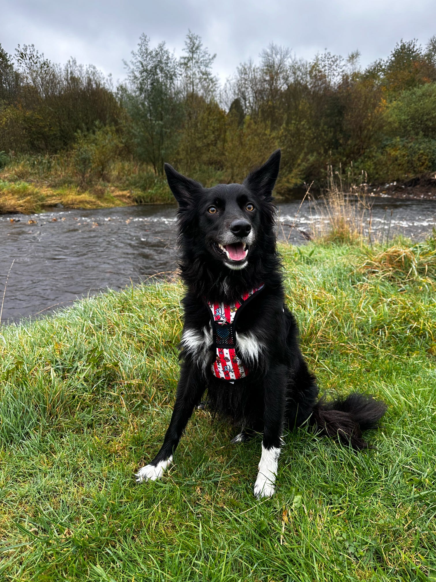 Circus Chic No Pull Tactical Dog Harness – Adjustable; Strong for Big Dogs (L & XL) 🎪🐾 I - Pup Chic Boutique