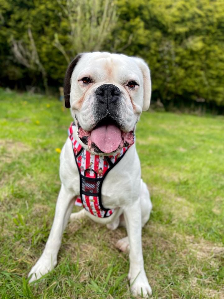 Circus Chic No Pull Tactical Dog Harness – Adjustable; Strong for Big Dogs (L & XL) 🎪🐾 I - Pup Chic Boutique