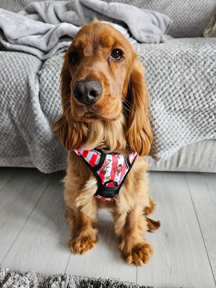 Circus Chic No Pull Tactical Dog Harness – Adjustable; Strong for Big Dogs (L & XL) 🎪🐾 I - Pup Chic Boutique