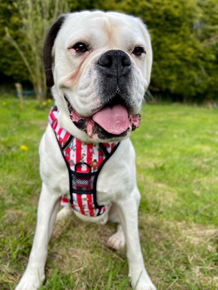 Circus Chic No Pull Tactical Dog Harness – Adjustable; Strong for Big Dogs (L & XL) 🎪🐾 I - Pup Chic Boutique