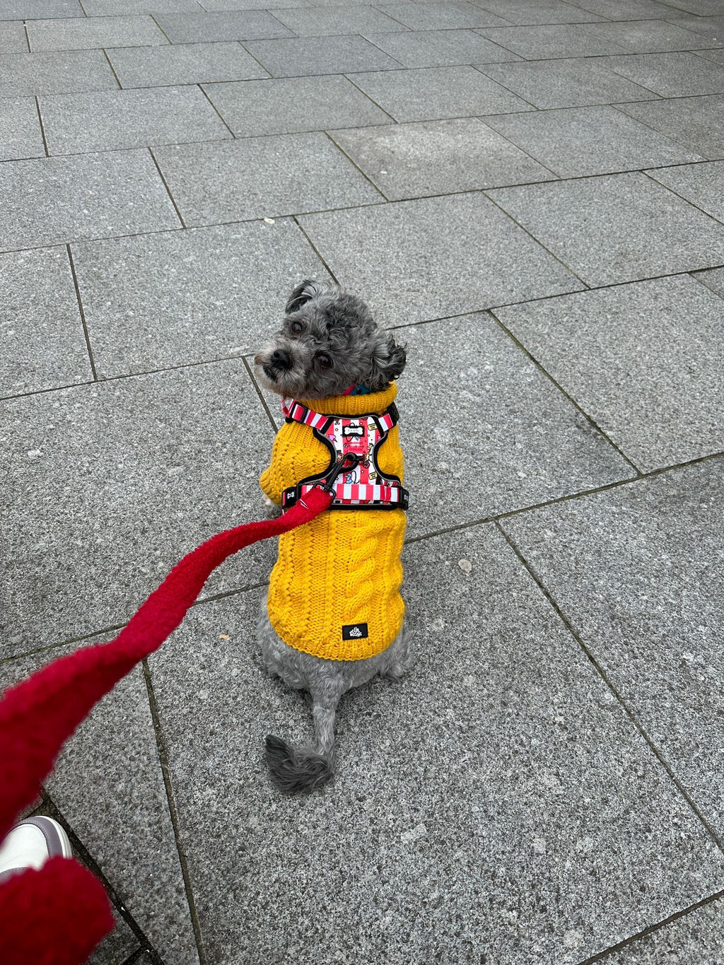 Circus Chic No Pull Tactical Dog Harness – Adjustable; Strong for Big Dogs (L & XL) 🎪🐾 I - Pup Chic Boutique