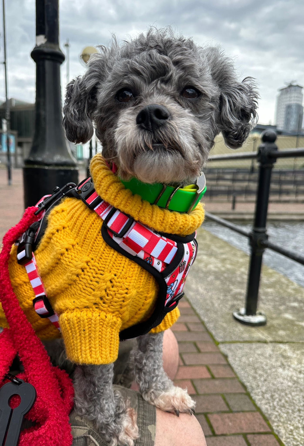 Circus Chic No Pull Tactical Dog Harness – Adjustable; Strong for Big Dogs (L & XL) 🎪🐾 I - Pup Chic Boutique