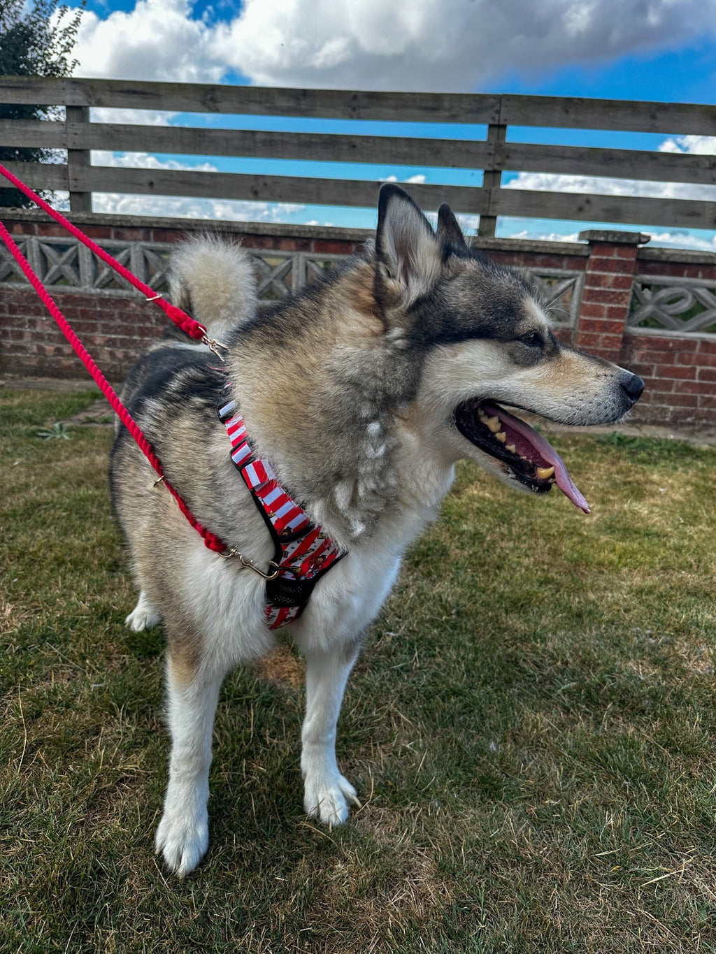 Circus Chic No Pull Tactical Dog Harness – Adjustable; Strong for Big Dogs (L & XL) 🎪🐾 I - Pup Chic Boutique