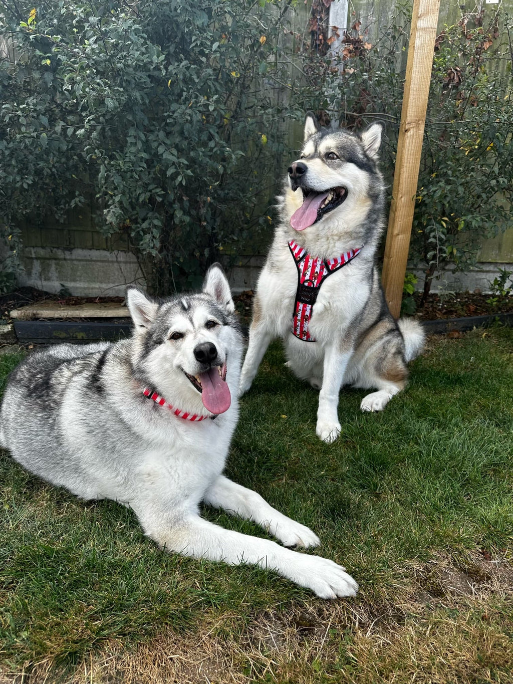 Circus Chic No Pull Tactical Dog Harness – Adjustable; Strong for Big Dogs (L & XL) 🎪🐾 I - Pup Chic Boutique