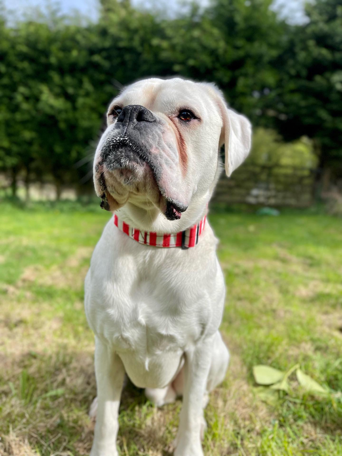 Circus Chic Tactical Dog Collar with Handle - Pup Chic Boutique