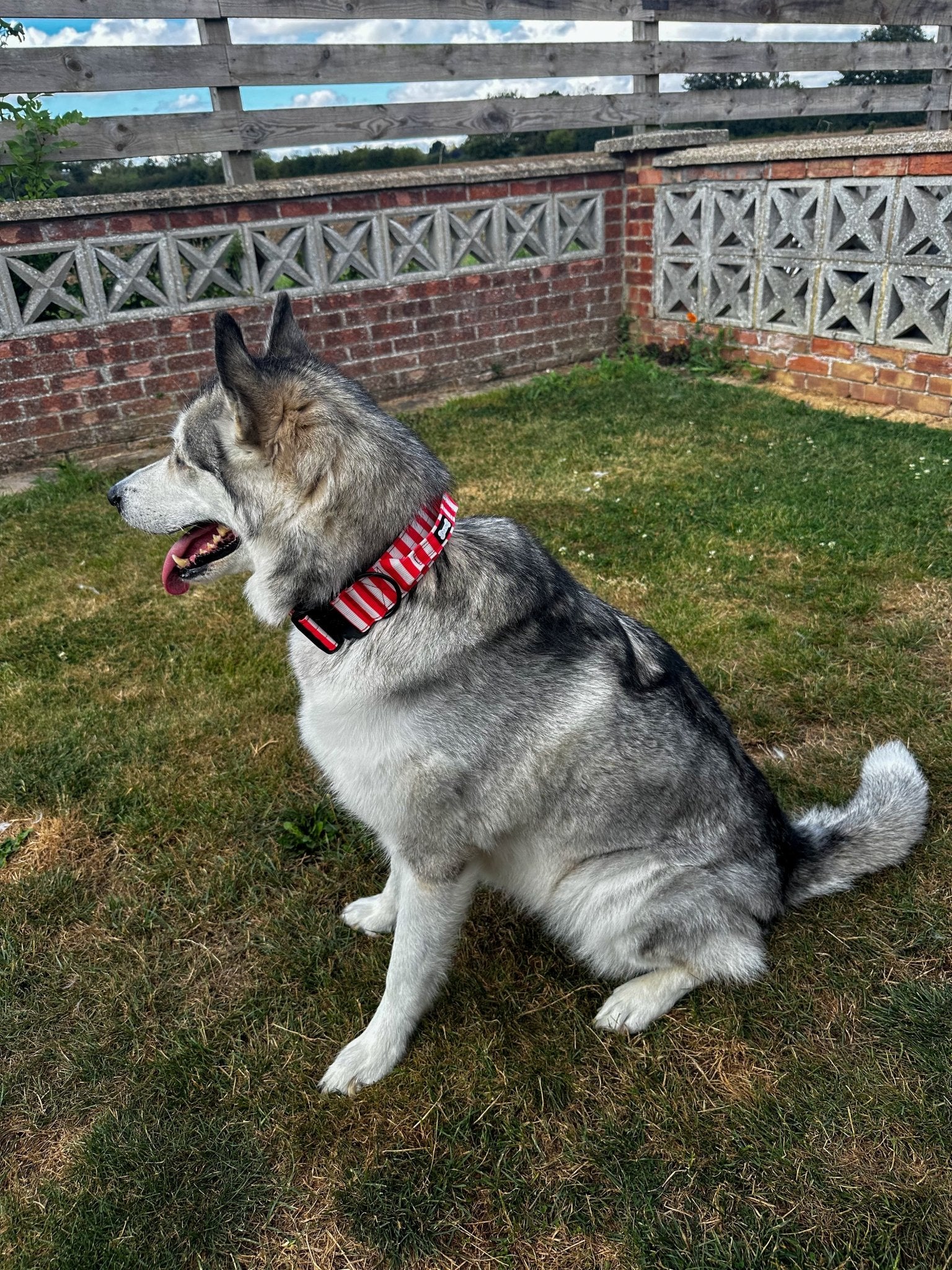 Circus Chic Tactical Dog Collar with Handle - Pup Chic Boutique