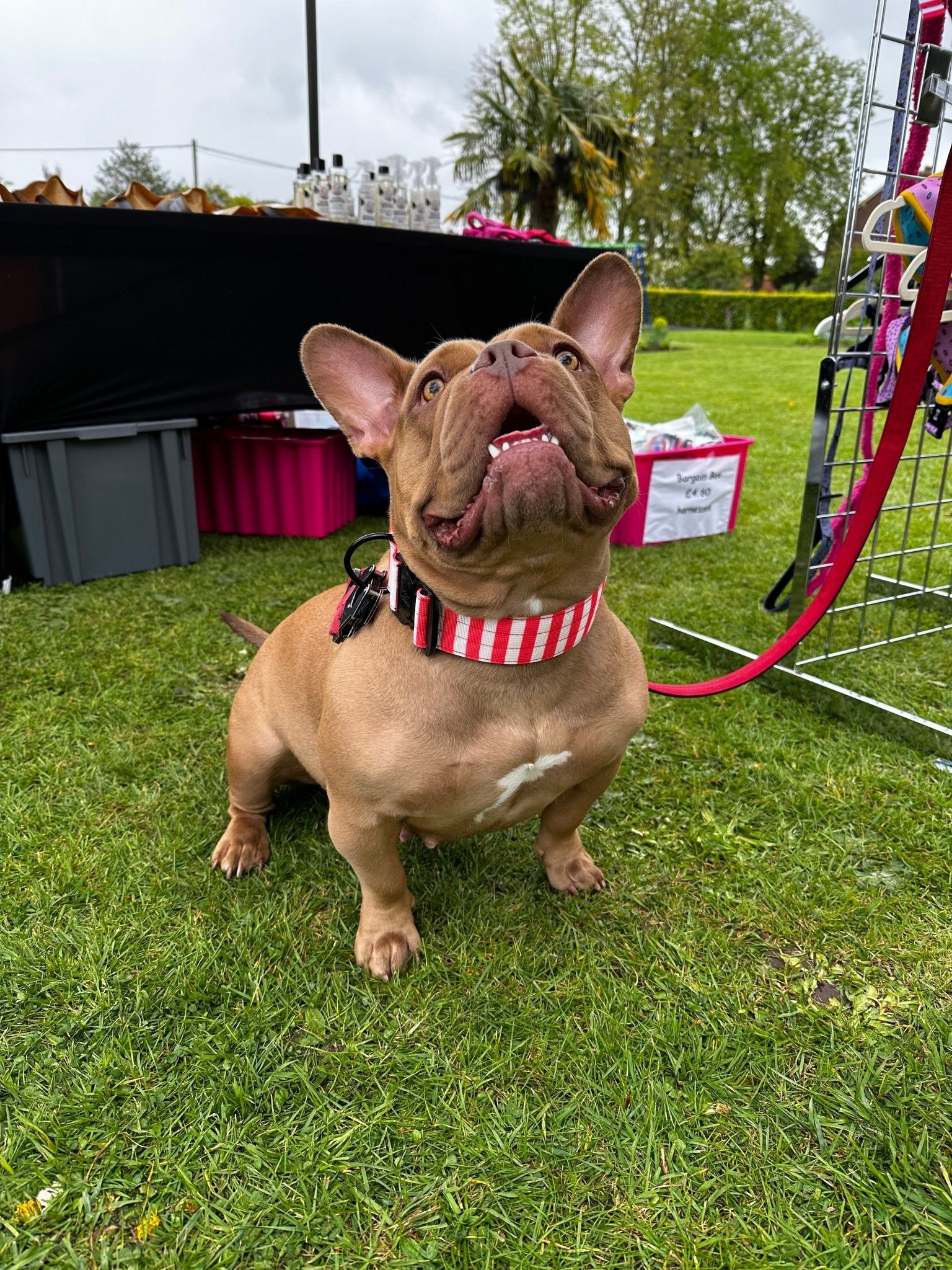 Circus Chic Tactical Dog Collar with Handle - Pup Chic Boutique