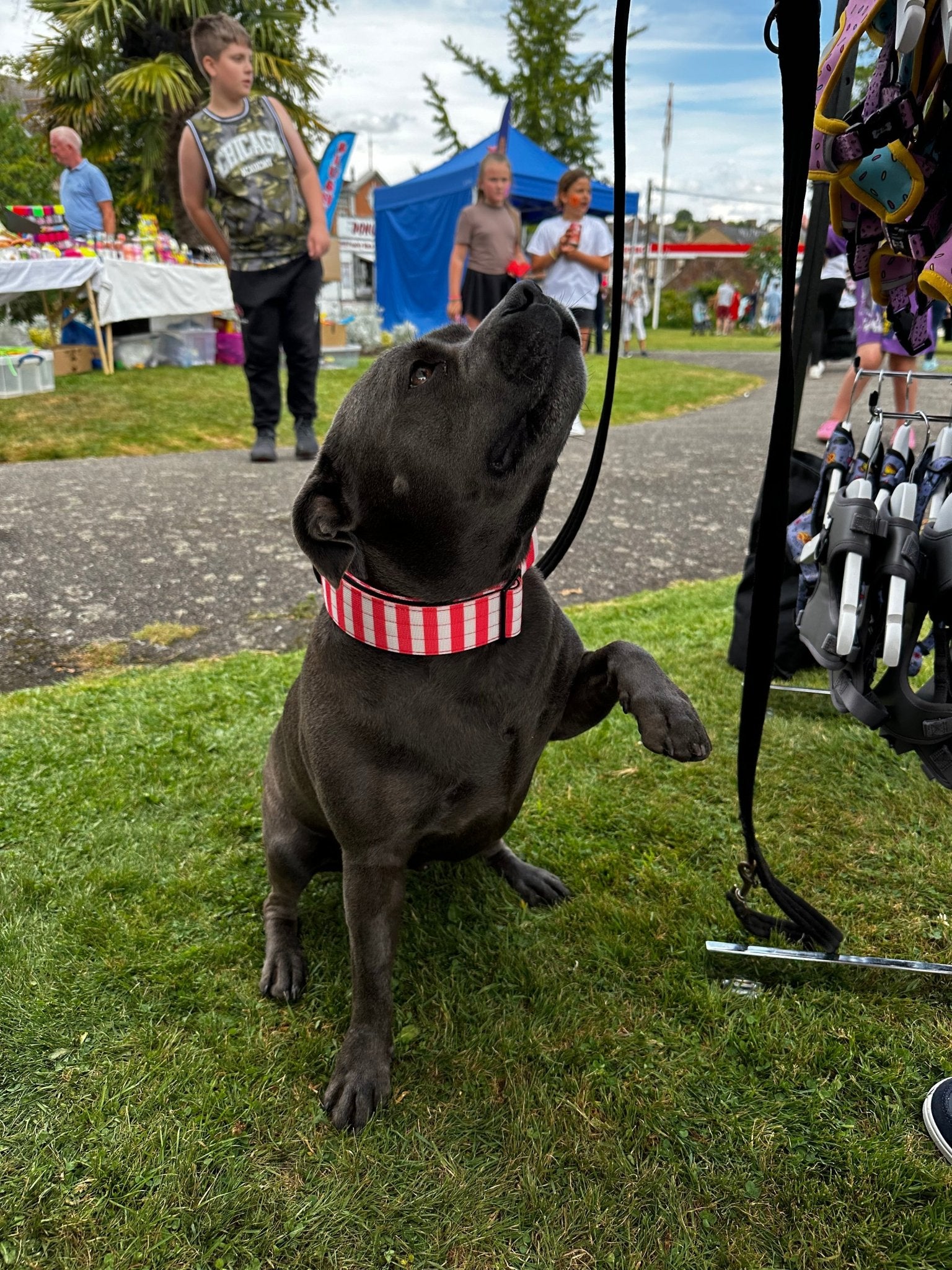 Circus Chic Tactical Dog Collar with Handle - Pup Chic Boutique