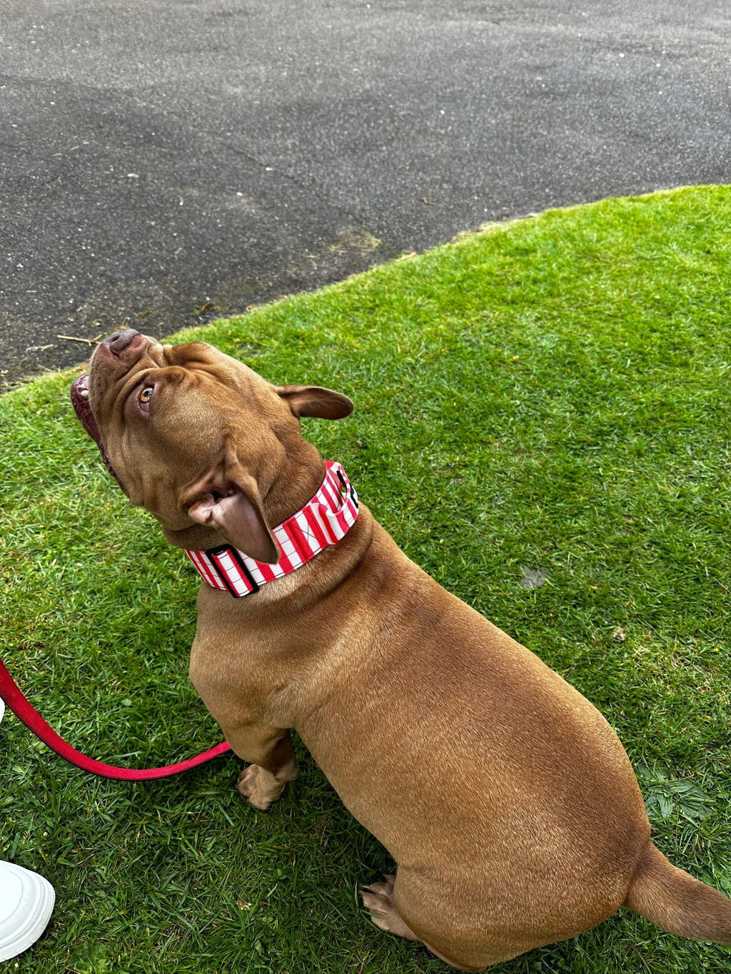 Circus Chic Tactical Dog Collar with Handle - Pup Chic Boutique