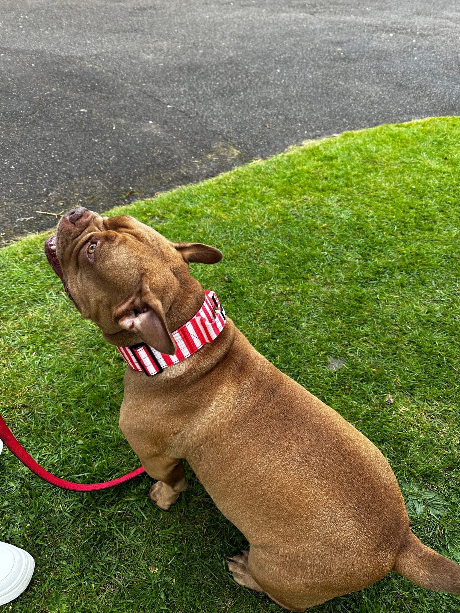 Circus Chic Tactical Dog Collar with Handle - Pup Chic Boutique