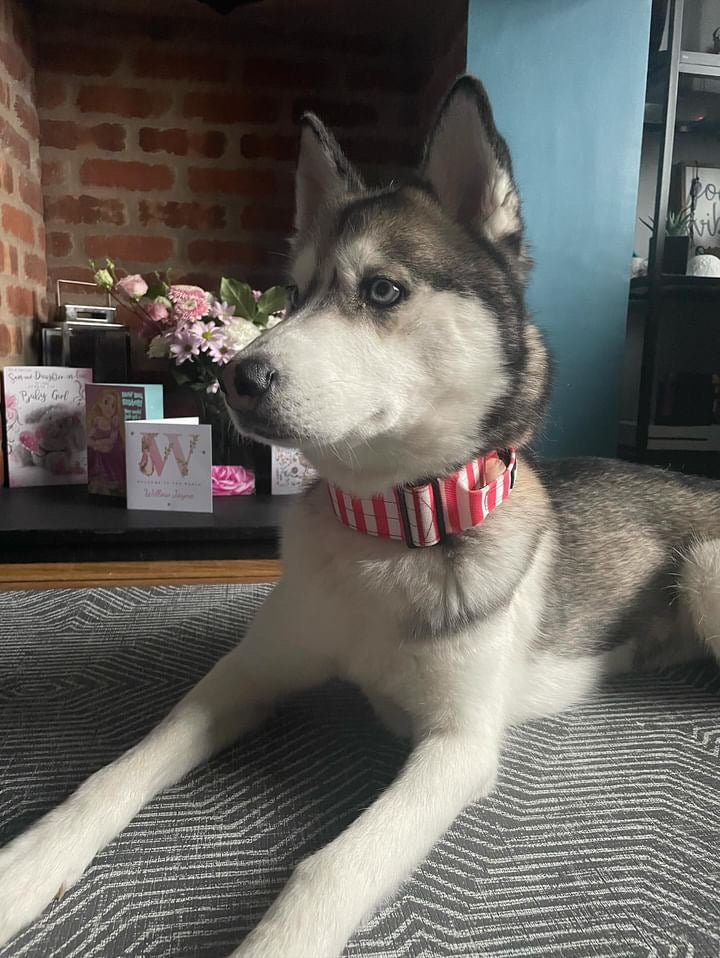 Circus Chic Tactical Dog Collar with Handle - Pup Chic Boutique