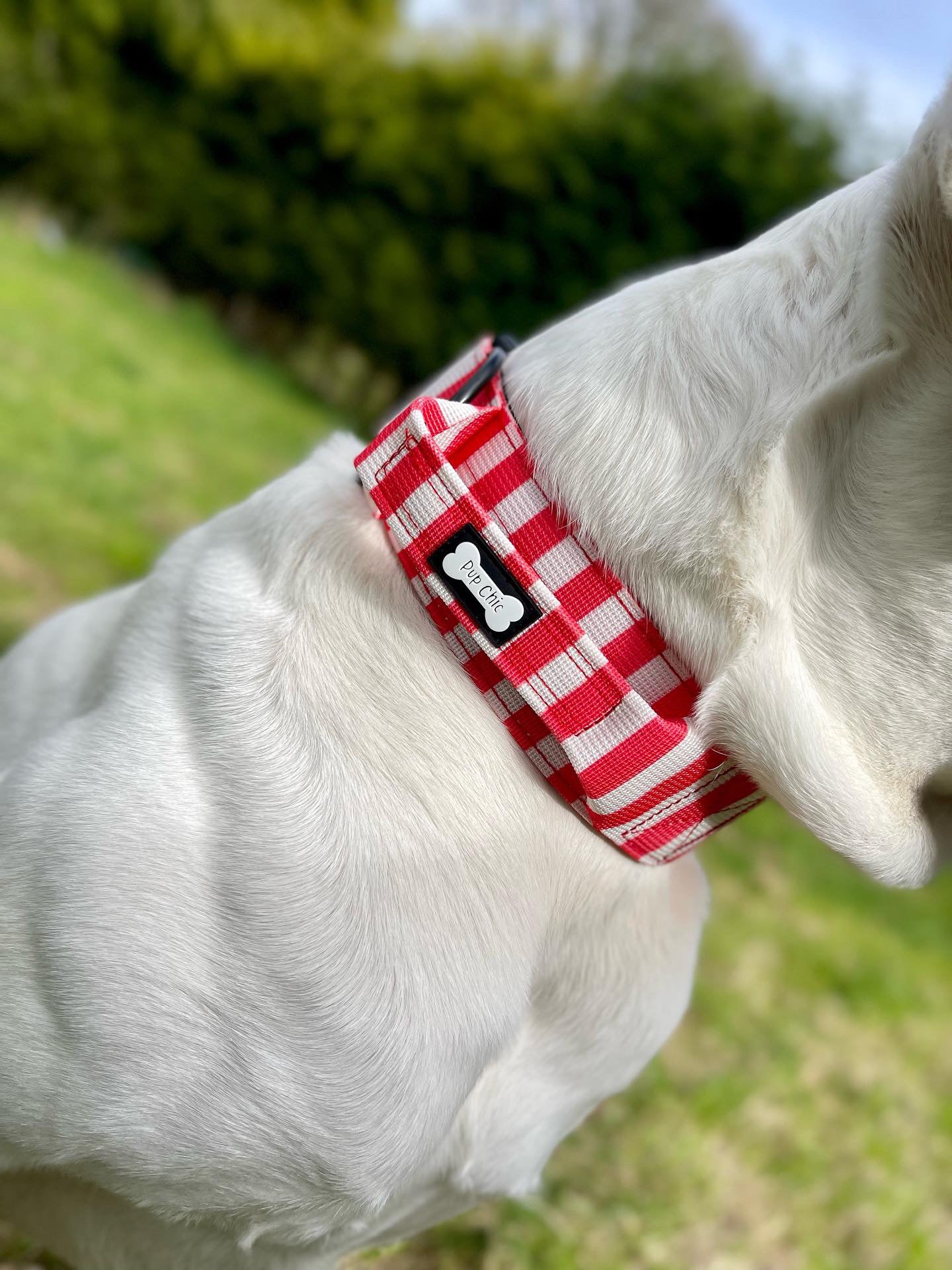 Circus Chic Tactical Dog Collar with Handle - Pup Chic Boutique
