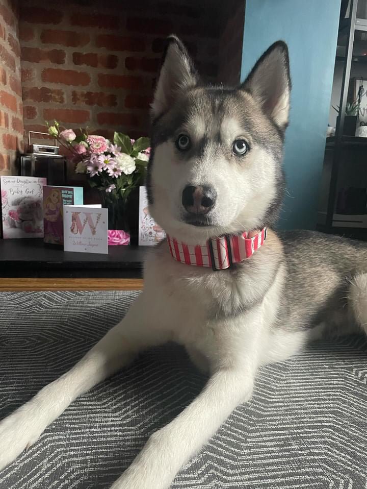 Circus Chic Tactical Dog Collar with Handle - Pup Chic Boutique