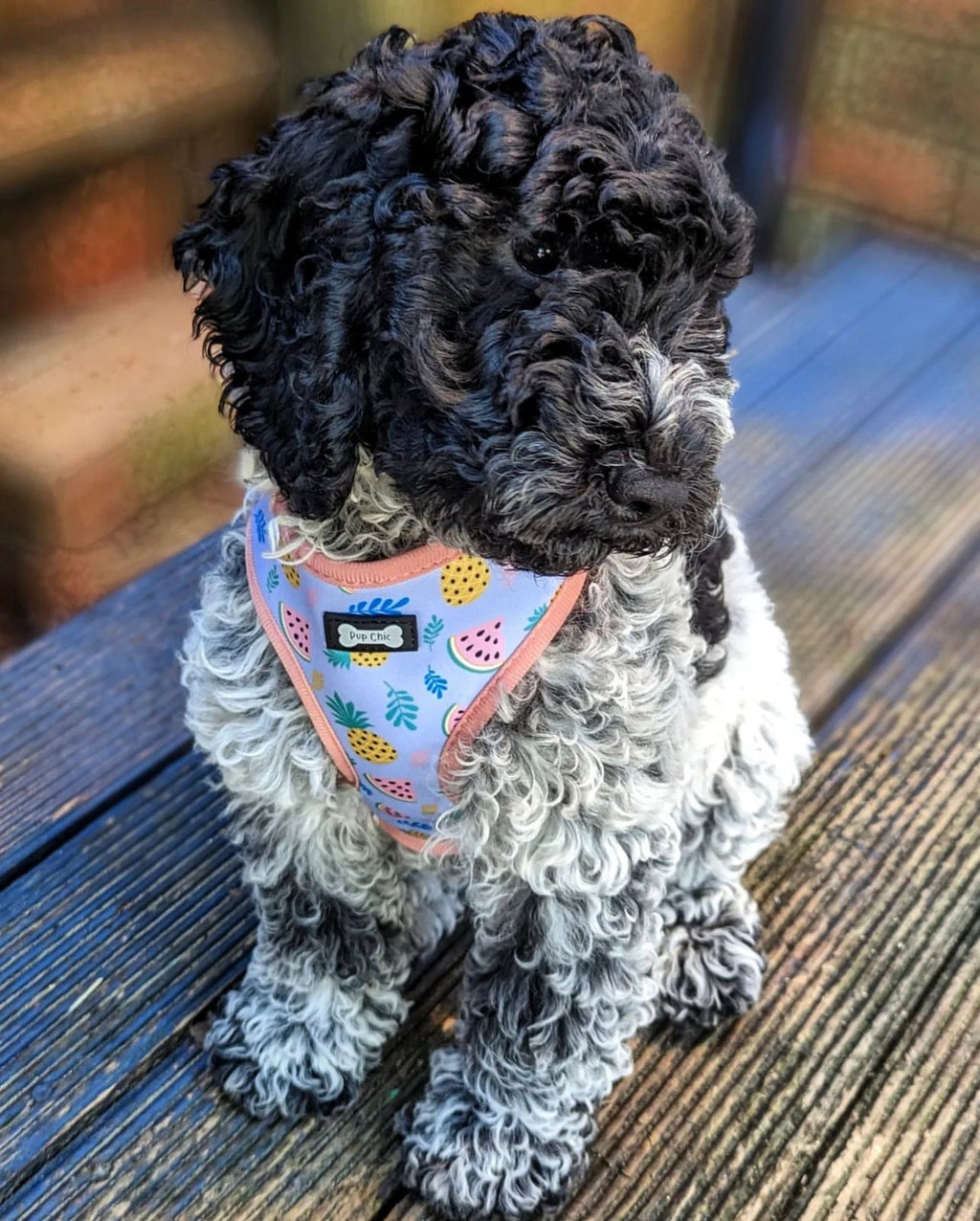Cutie Fruity Adjustable Dog Harness – Final Clearance (Only Size XL Left!) - Pup Chic Boutique