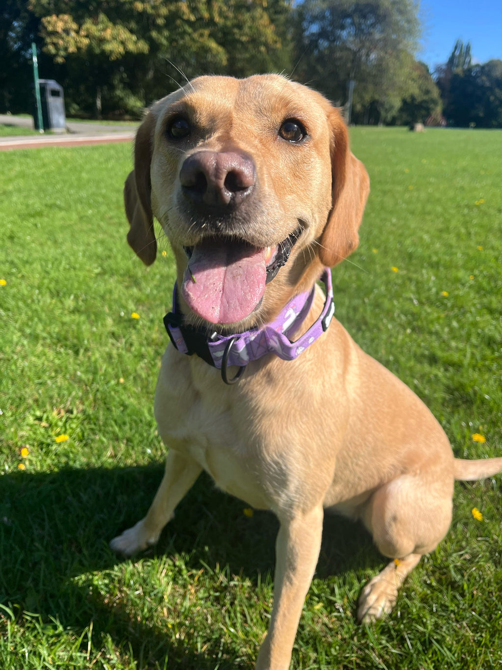 Daydreams and Unicorns Tactical Dog Collar - Pup Chic Boutique