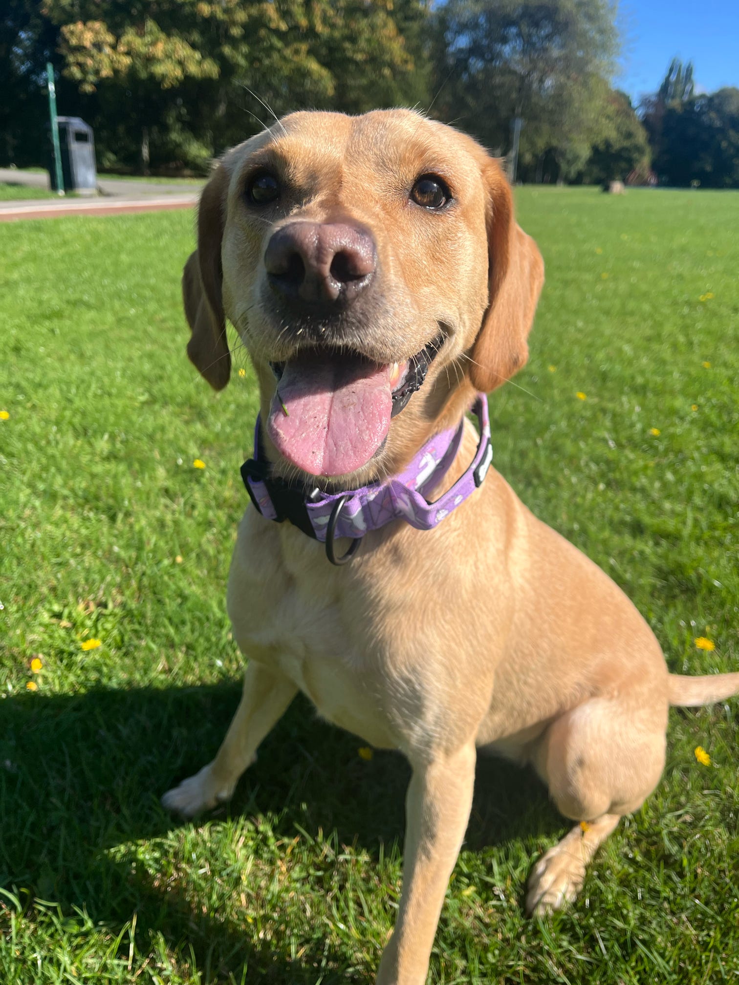 Daydreams and Unicorns Tactical Dog Collar - Pup Chic Boutique