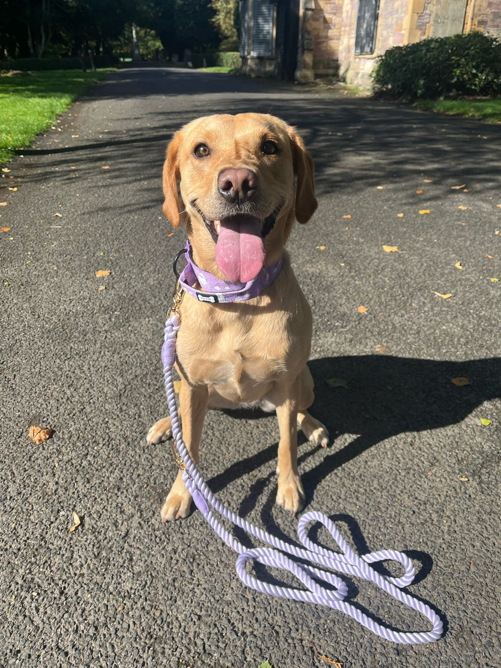 Daydreams and Unicorns Tactical Dog Collar - Pup Chic Boutique