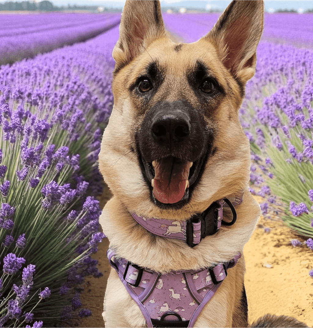 Daydreams and Unicorns Tactical Dog Collar - Pup Chic Boutique