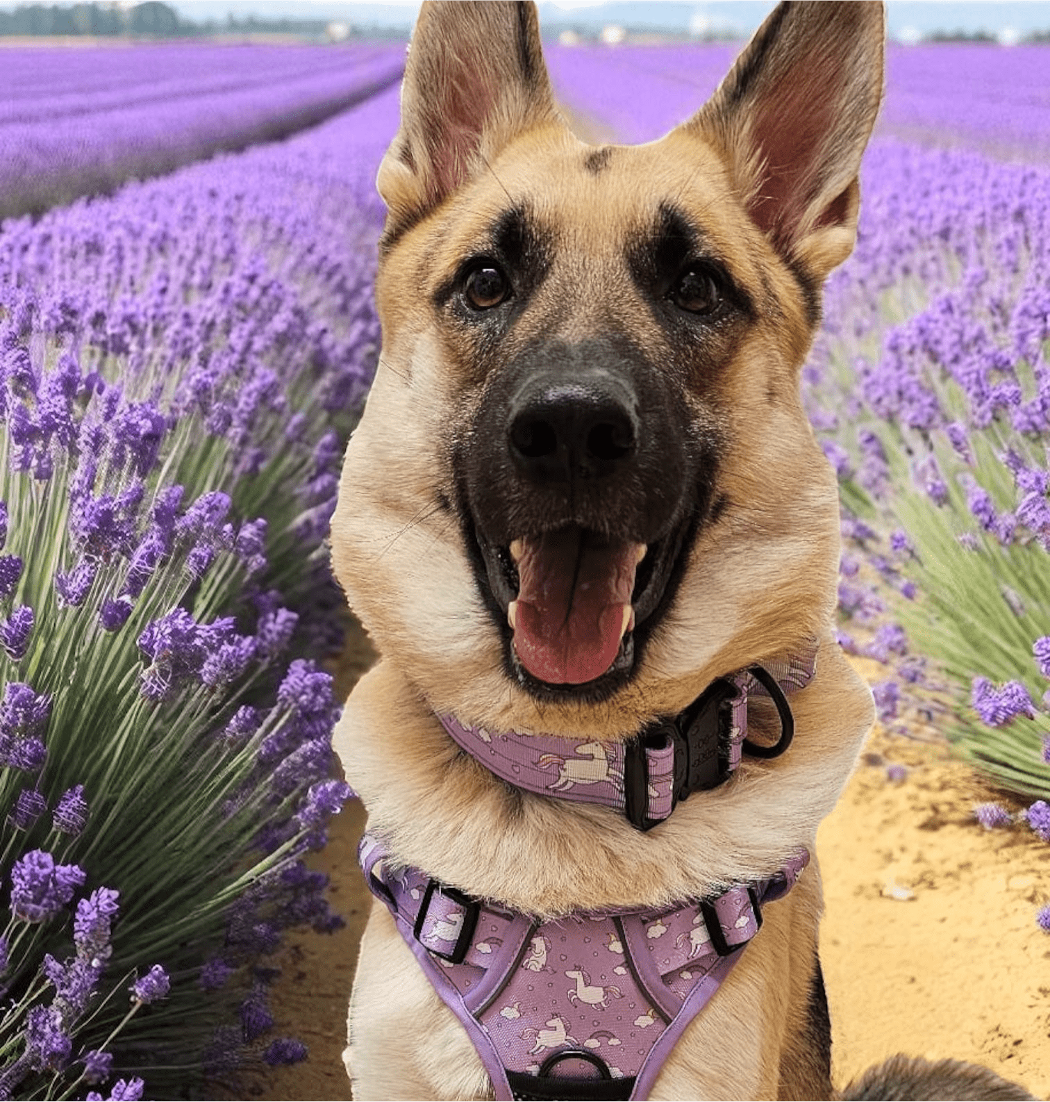 Daydreams and Unicorns Tactical Dog Collar - Pup Chic Boutique