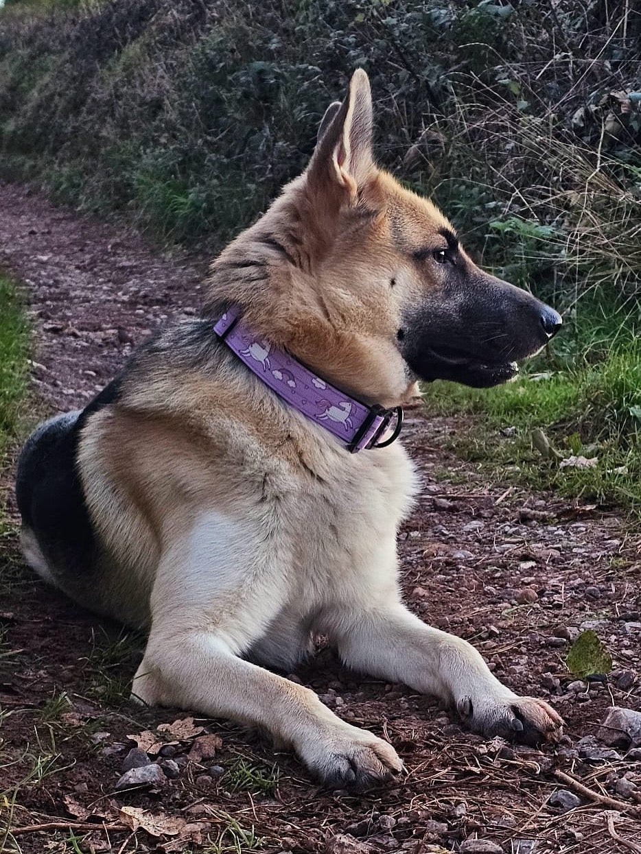 Daydreams and Unicorns Tactical Dog Collar - Pup Chic Boutique