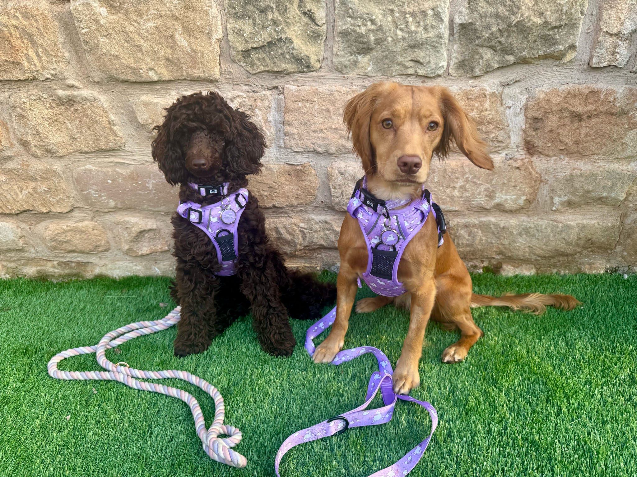 Daydreams & Unicorns Tactical Dog Harness - Pup Chic Boutique