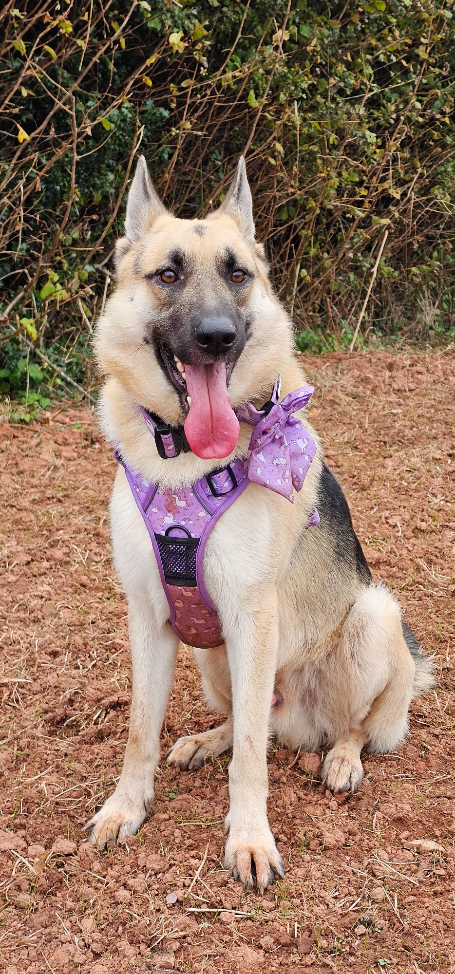 Daydreams & Unicorns Tactical Dog Harness - Pup Chic Boutique