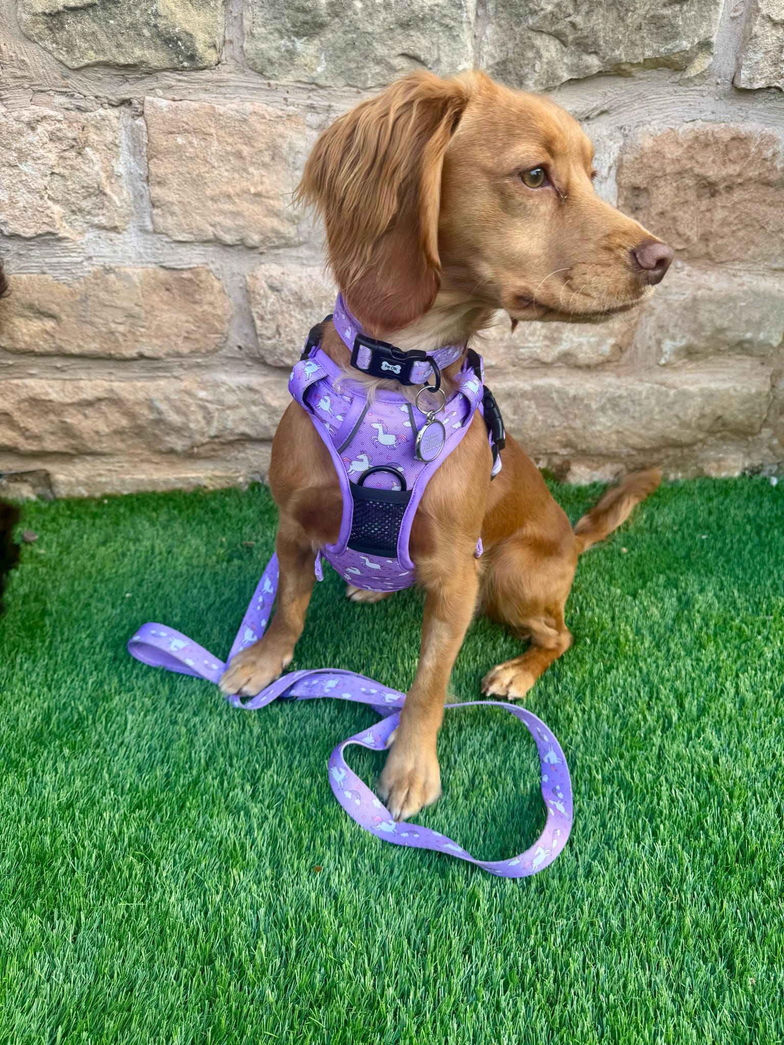 Daydreams & Unicorns Tactical Dog Harness - Pup Chic Boutique