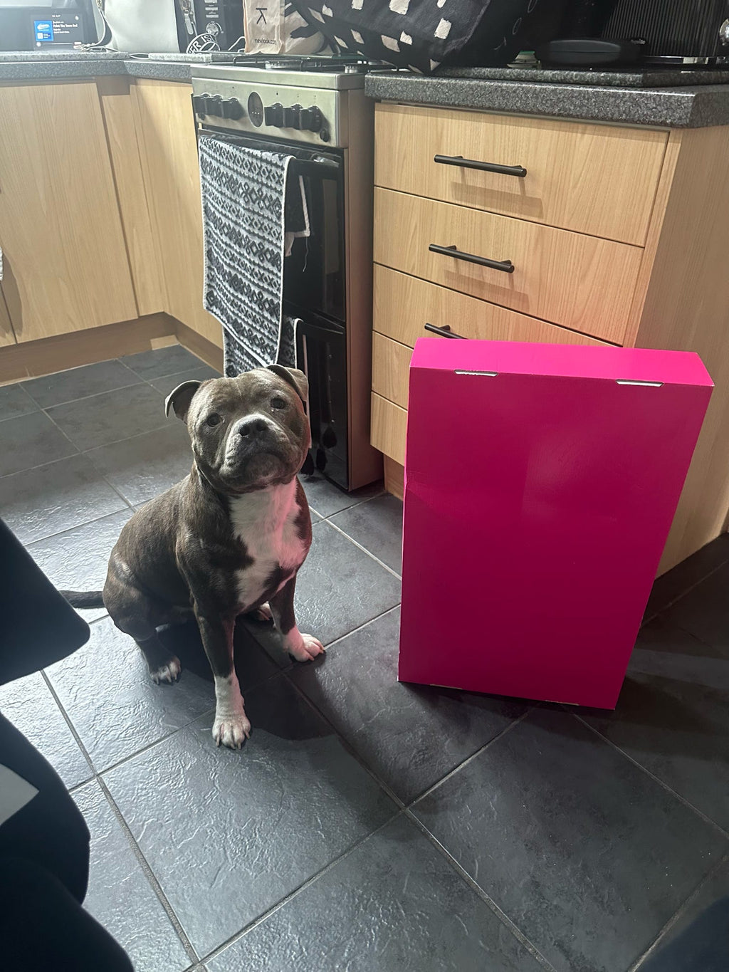 Dog Accessory Mystery Box – Worth Up to £50 for Just £25! - Pup Chic Boutique