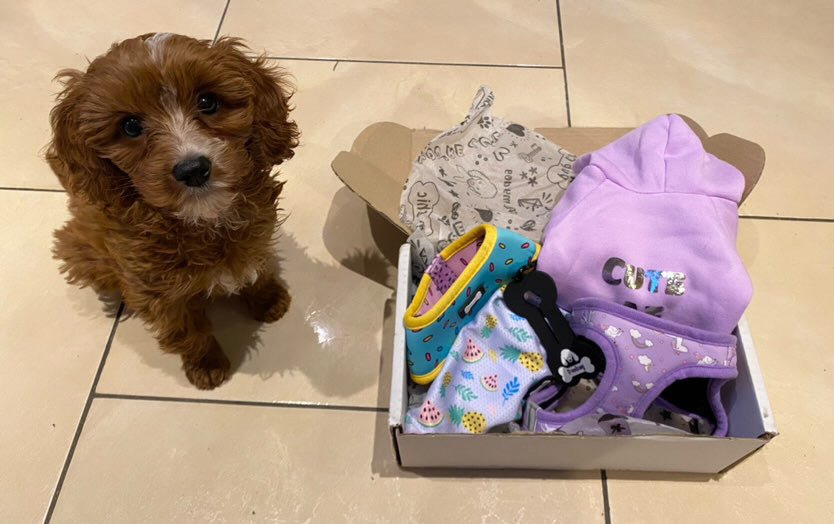 Dog Accessory Mystery Box – Worth Up to £50 for Just £25! - Pup Chic Boutique