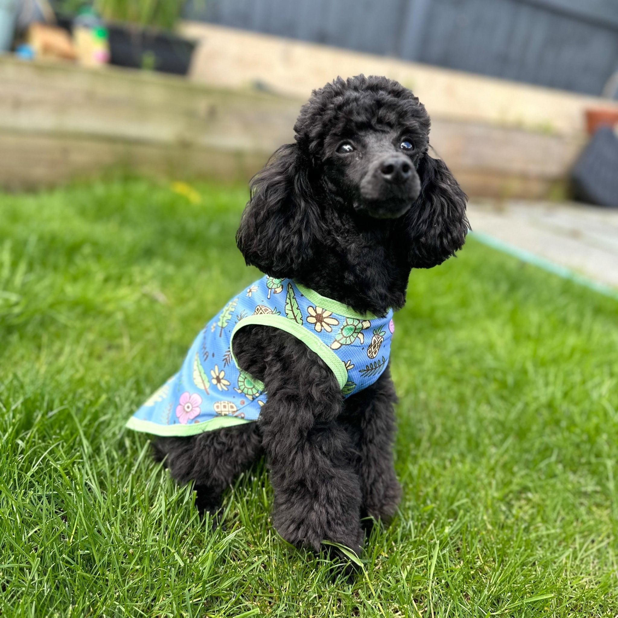 Dog Cooling Vests – Keep Your Dog Cool and Comfortable in the Heat - Pup Chic Boutique