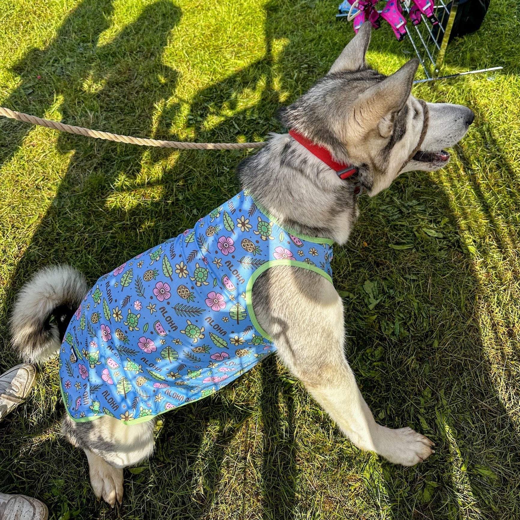 Dog Cooling Vests – Keep Your Dog Cool and Comfortable in the Heat - Pup Chic Boutique