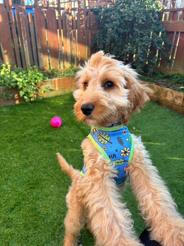 Dog Cooling Vests – Keep Your Dog Cool and Comfortable in the Heat - Pup Chic Boutique