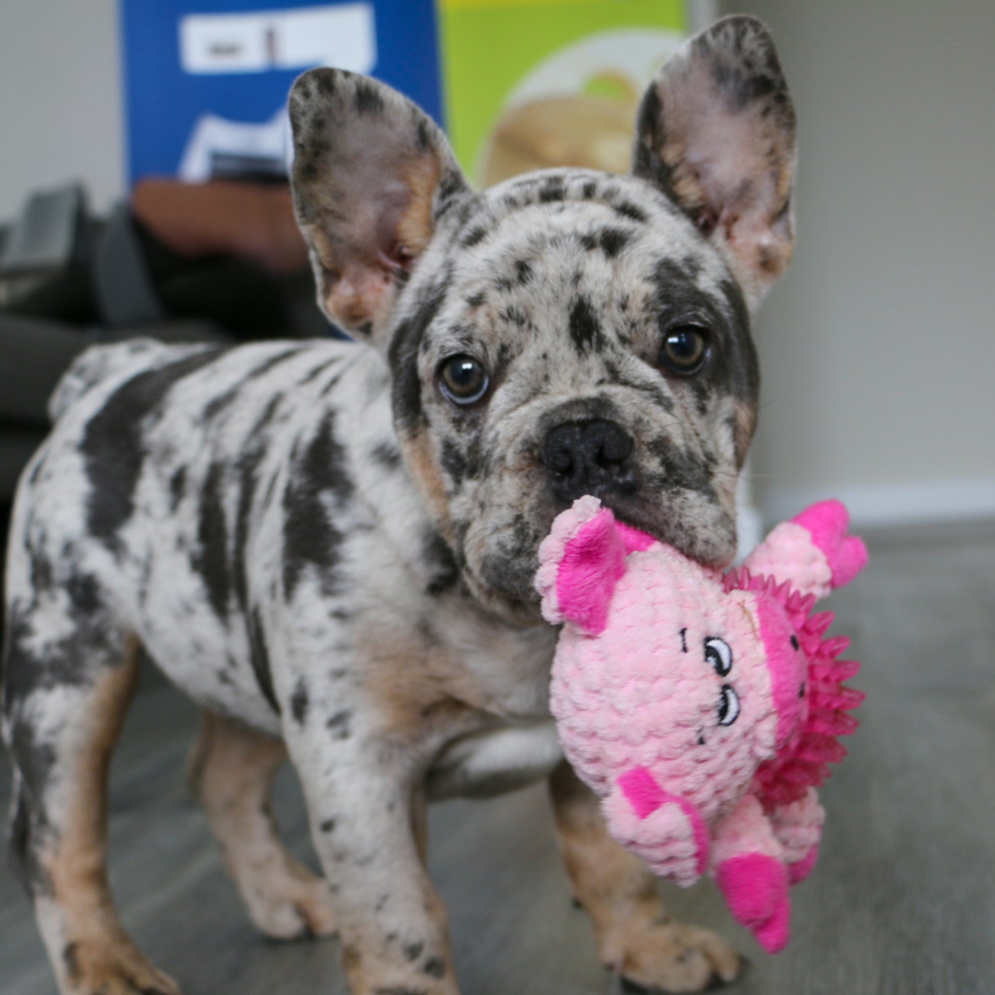 Small Bite Ball Bellies – Pig / Cow / Chick - dog toys