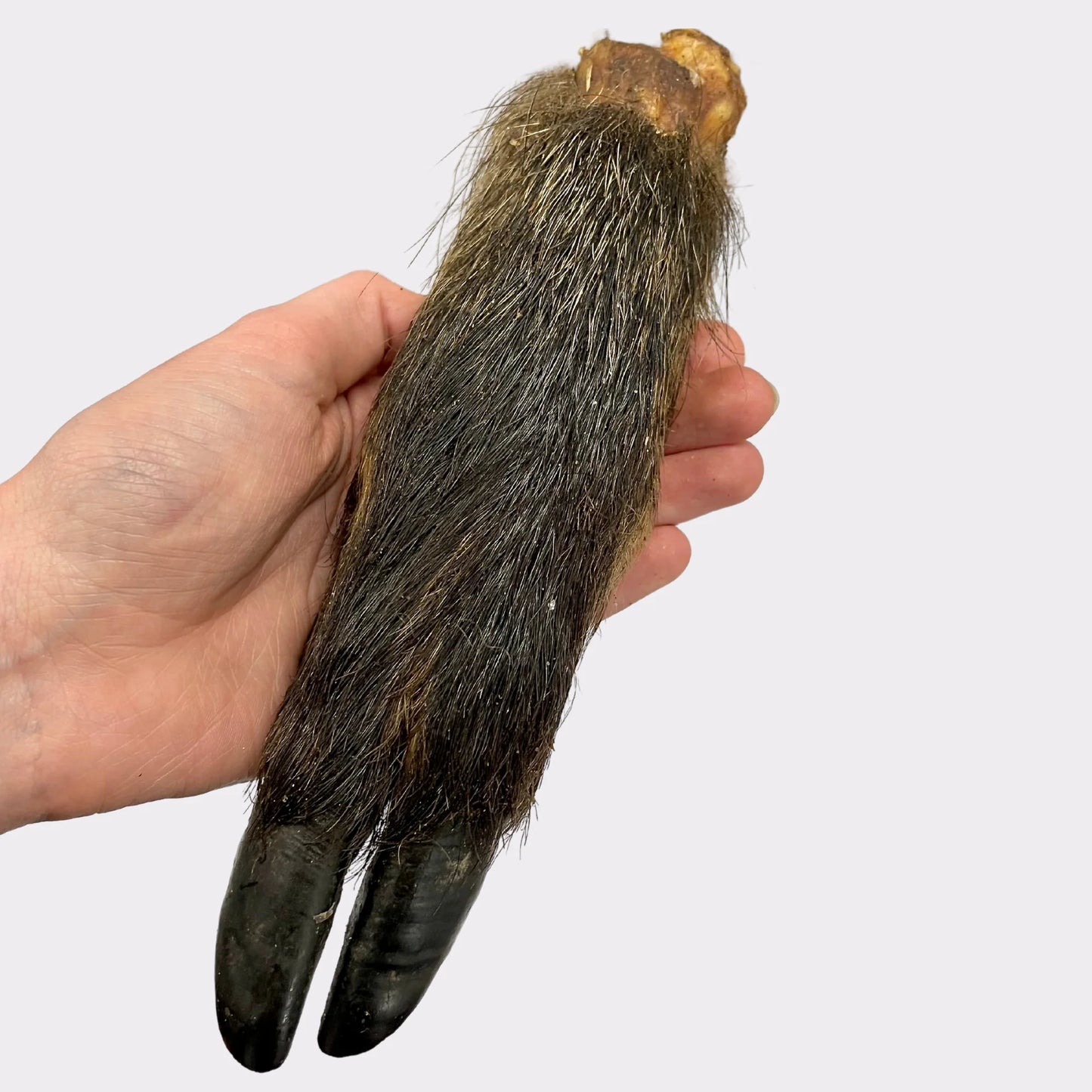 Hairy Wild Boar feet - natural dog treats