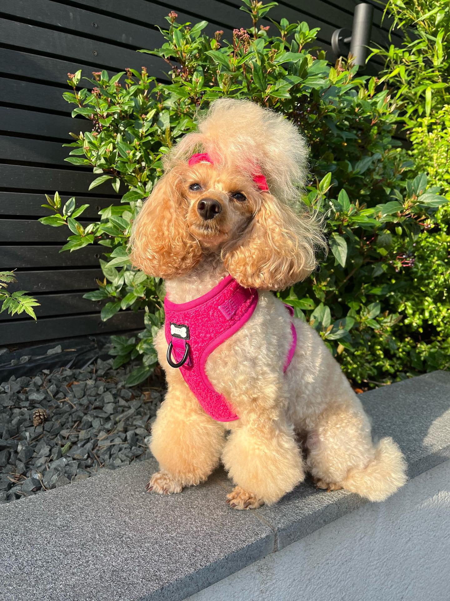 Hot Stuff pink fleece dog harness - adjustable dog harness - Pup Chic Boutique