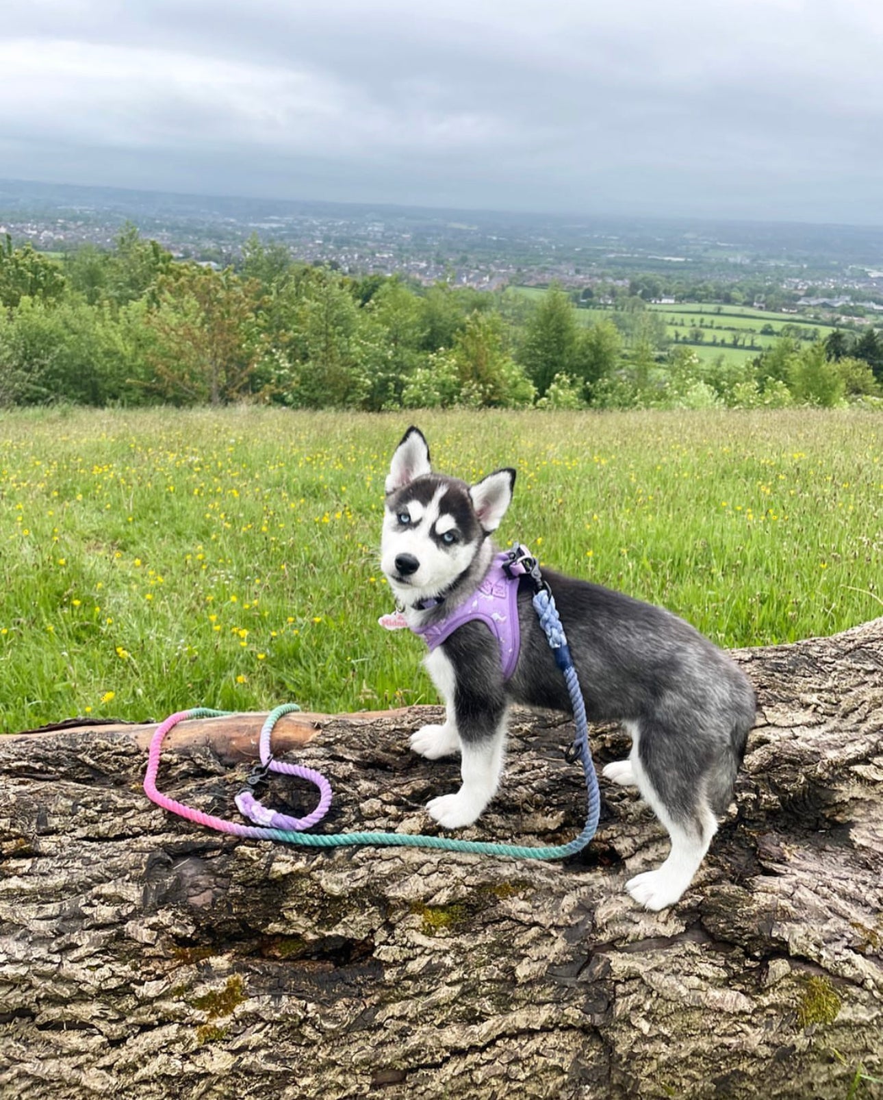 My first harness - Daydreams and Unicorns puppy harness