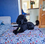 Sample Sale: Artful Dogster blanket - fleece dog blanket