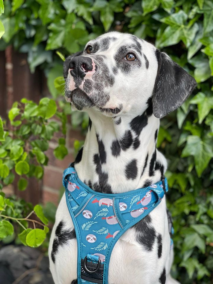 Lazy Sloth Tuff Stuff dog harness - three clip teal dog harness with handle - Pup Chic Boutique