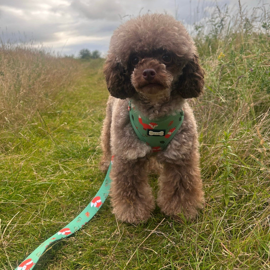 Inquisitive Fox XXS Puppy Harness - Pup Chic Boutique