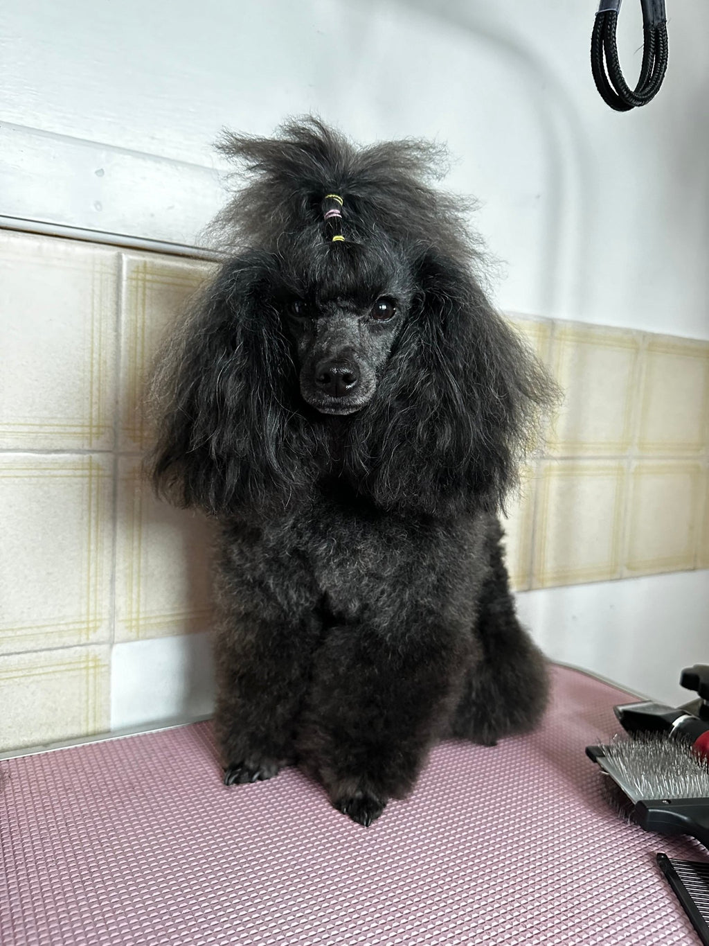 Knots Be Gone Leave - in Conditioner - Pup Chic Boutique