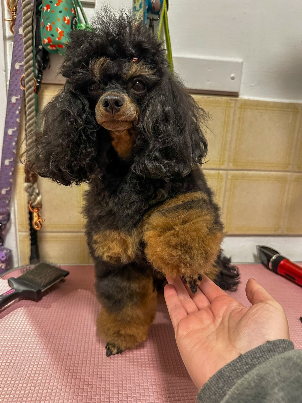 Knots Be Gone Leave - in Conditioner - Pup Chic Boutique